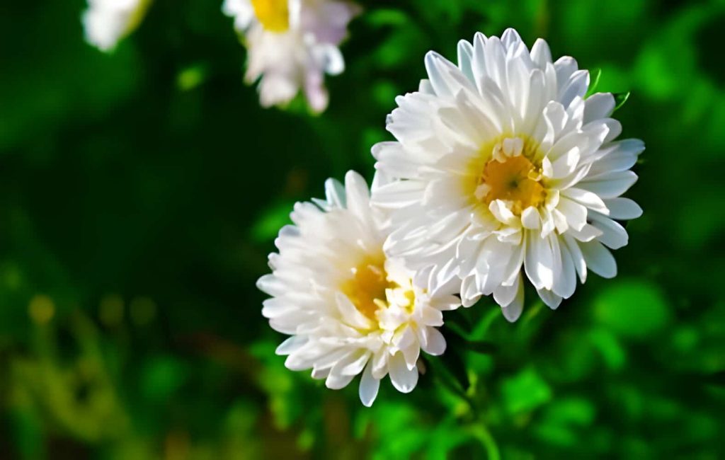 aster flower meaning