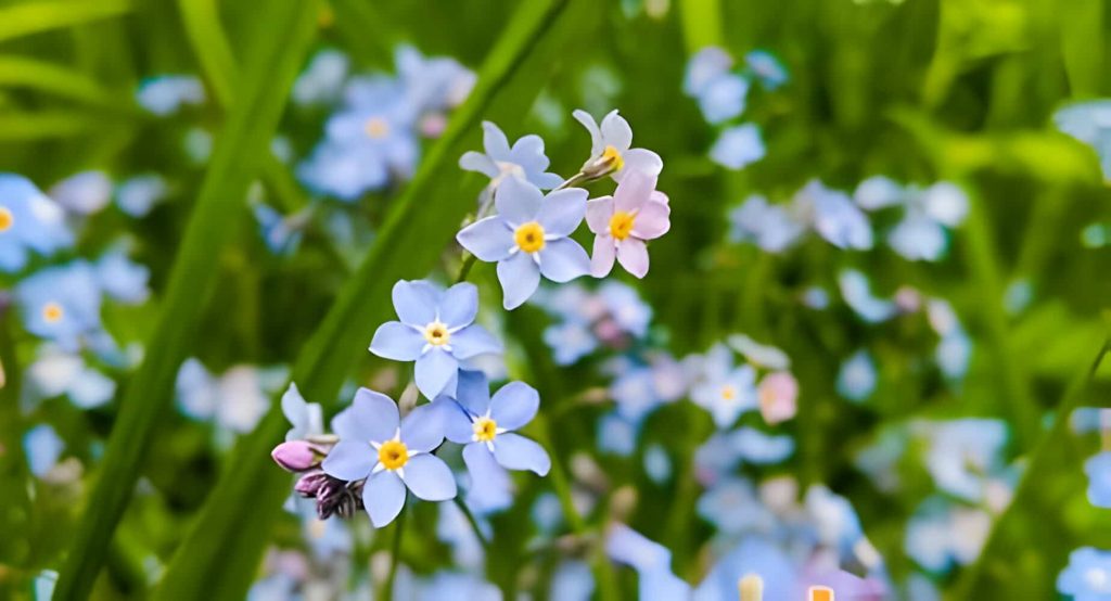forget me nots flower meaning