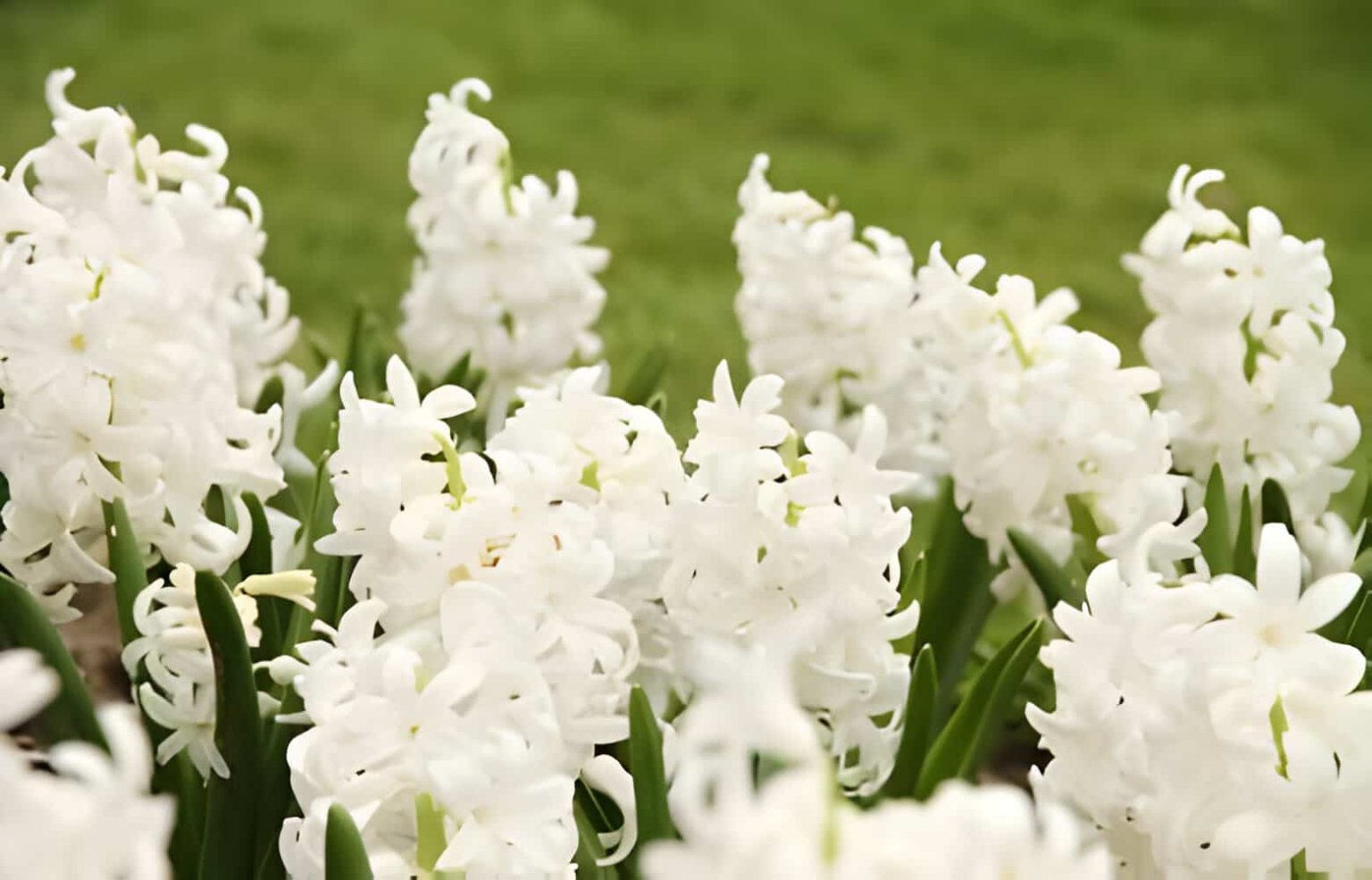 Hyacinth Flower Meaning and Symbolism | allwaysflower