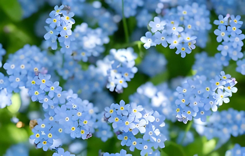 meaning of forget me not flower