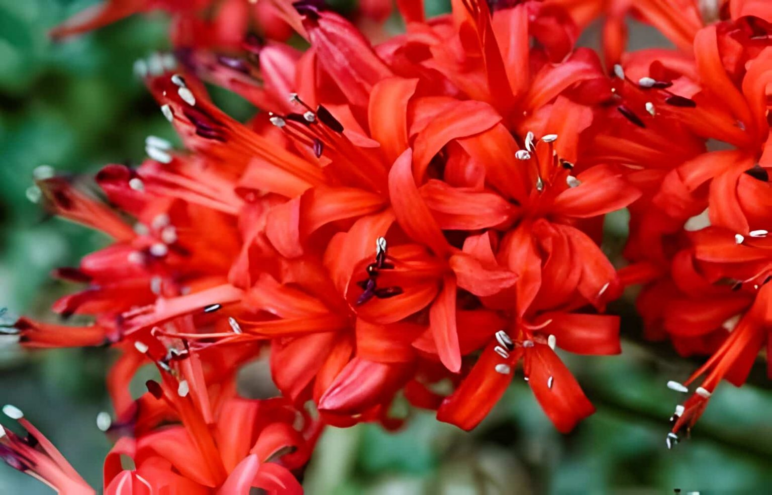 All About Nerine Flower | allwaysflower