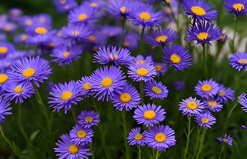purple aster flower meaning