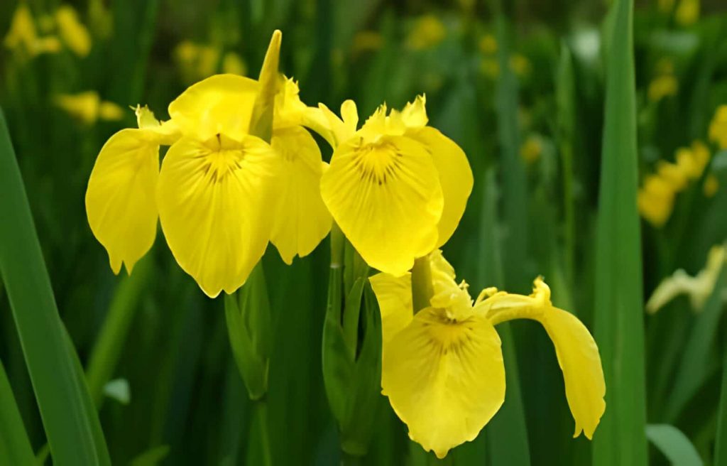 yellow iris flower meaning