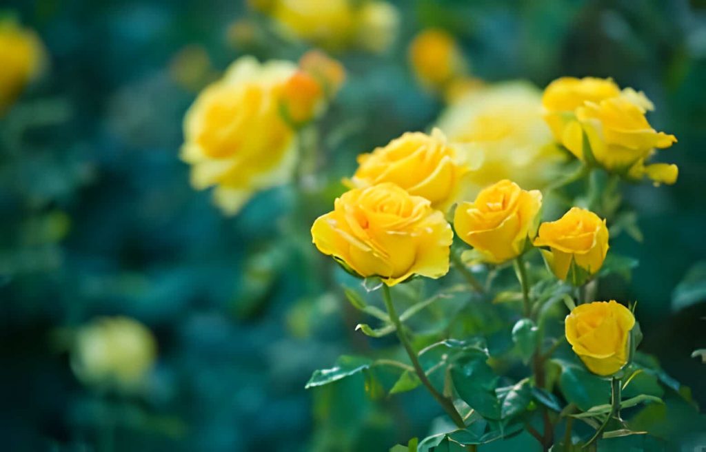 Popular Yellow Flowers