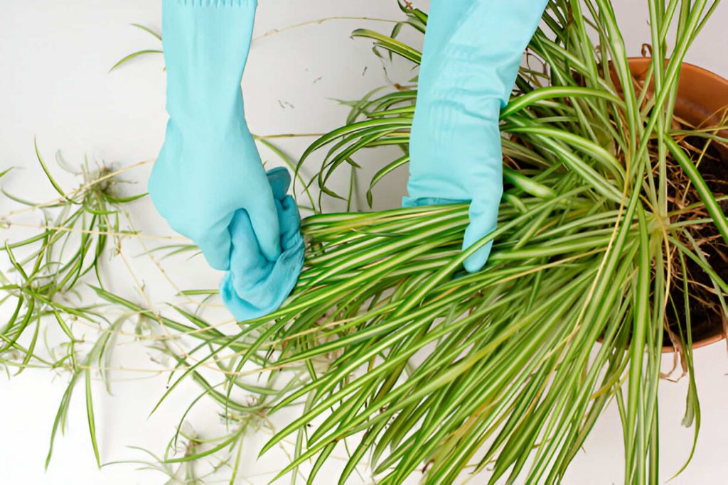 Spider Plant Propagation Made Easy