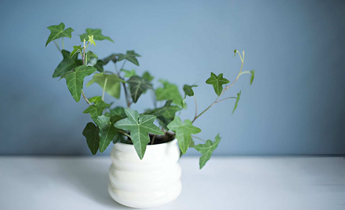 How to Propagate Ivy