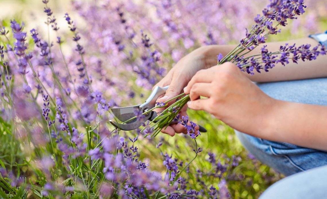 how to propagate lavender