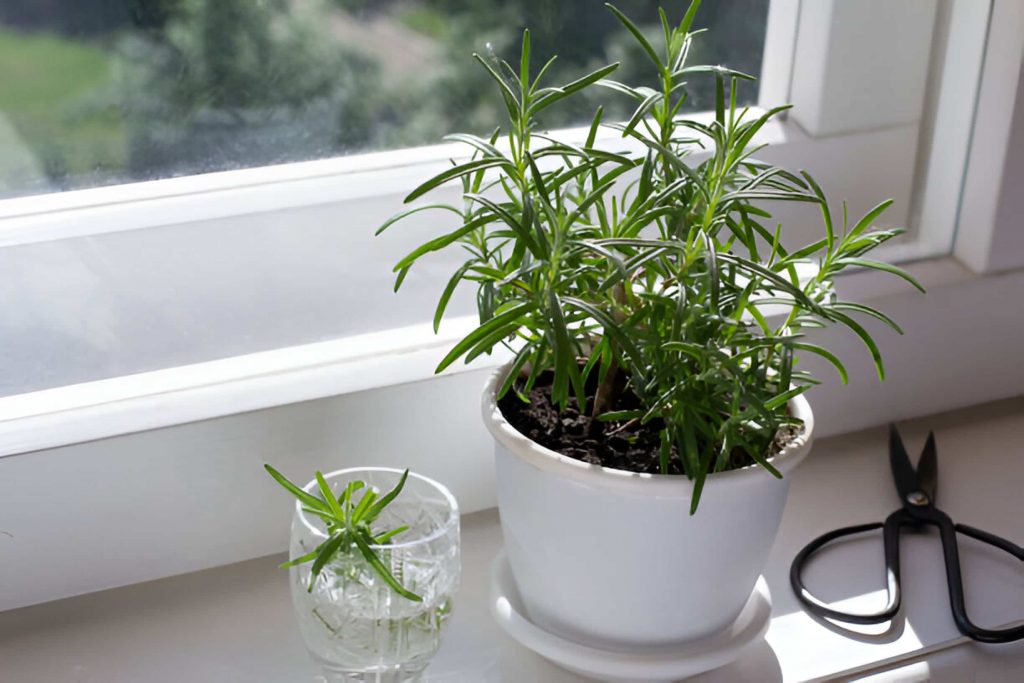 How to Propagate Rosemary from cuttings