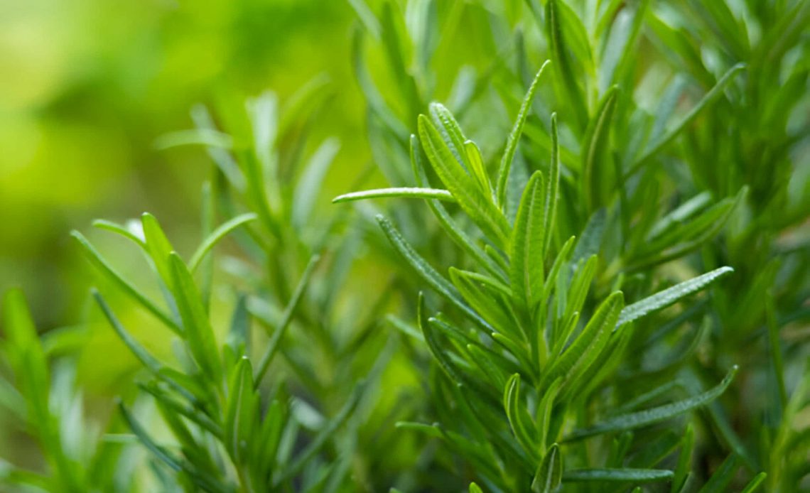 How to Propagate Rosemary