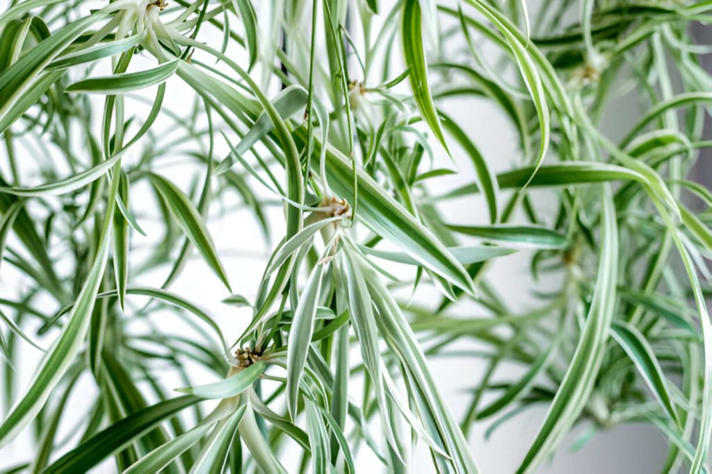 How to Care for Your Baby Spider Plants After Propagation
