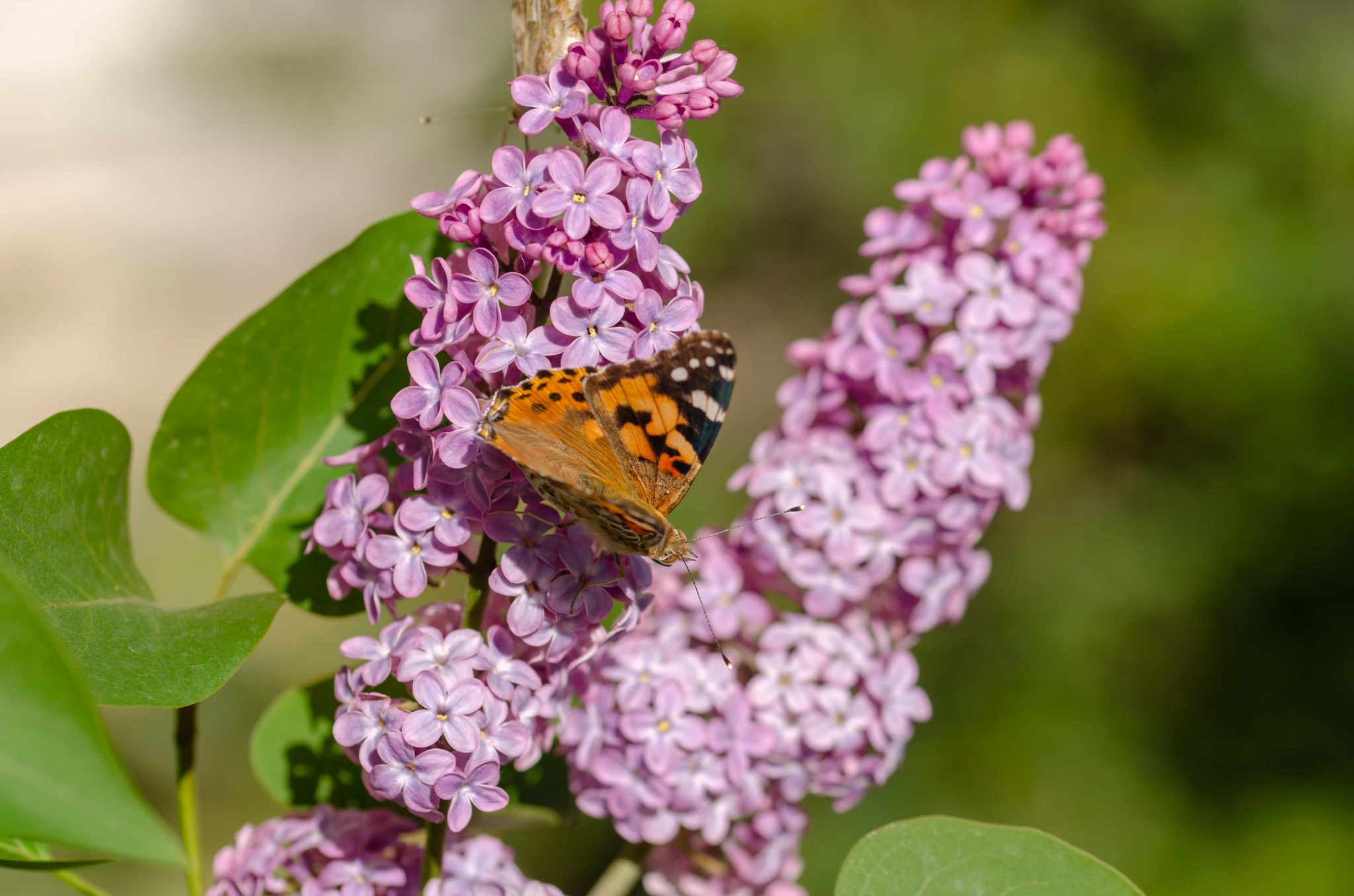 How To Propagate Butterfly Bushes From Cuttings, Seeds and Root ...