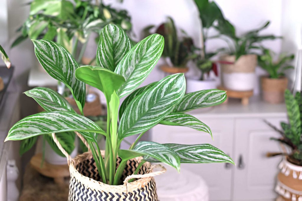 How to propagate Chinese Evergreen