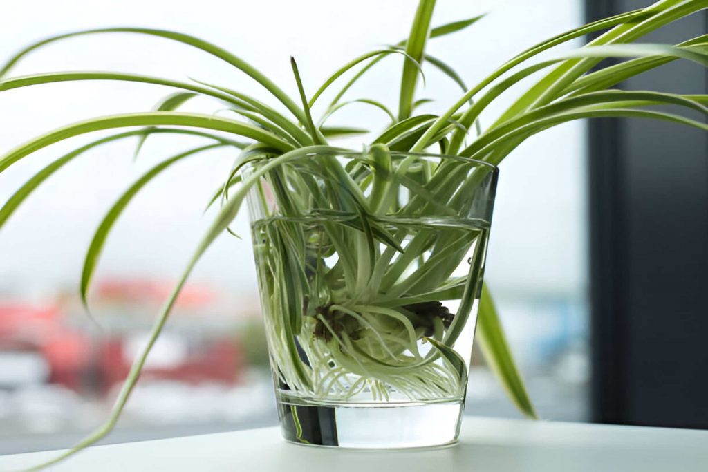 How to Propagate a Spider Plant in Water