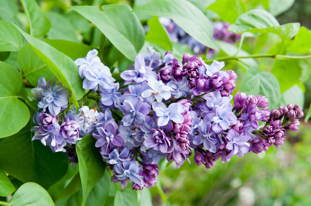 Prune Butterfly Bush