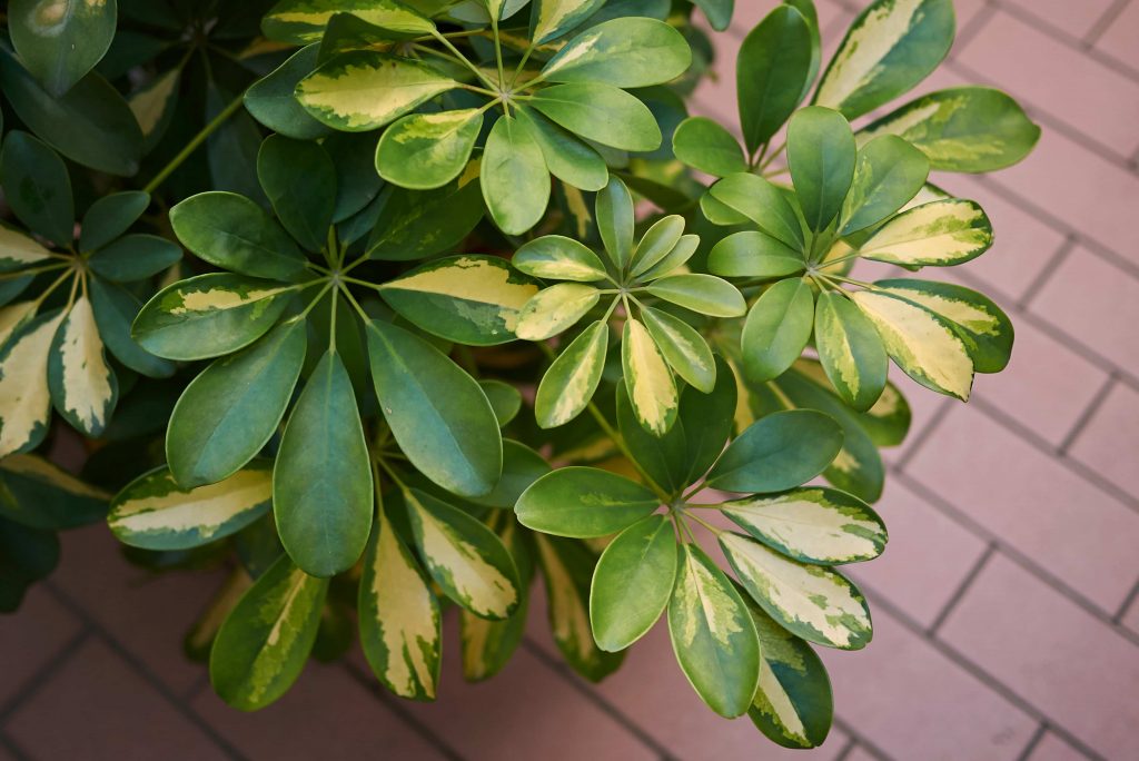 how to propagate Schefflera