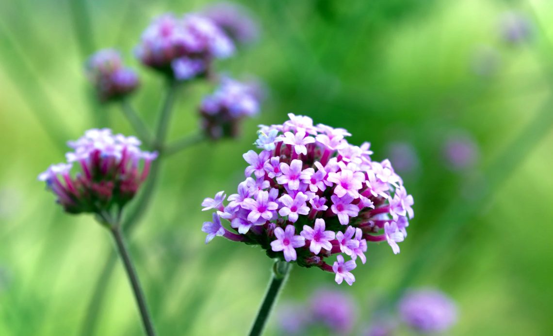 When to Prune Butterfly Bush