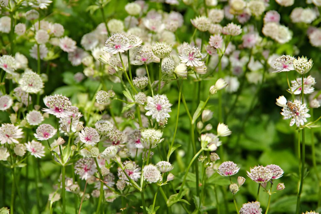 meaning of astrantia flower