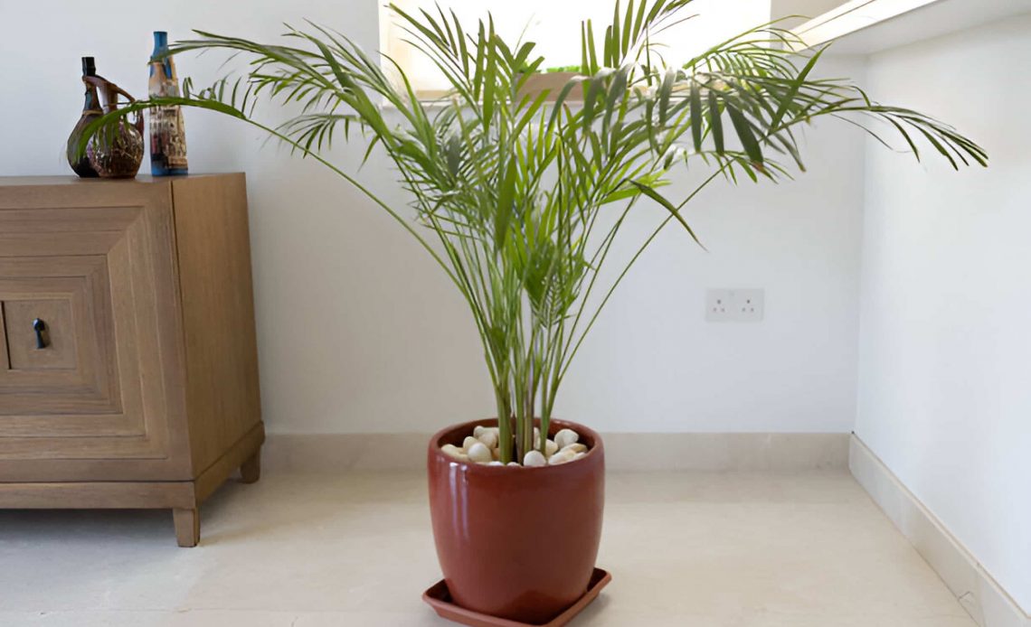 bamboo palm tree care
