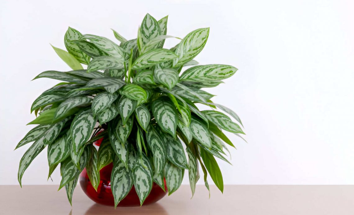 how to propagate chinese evergreen