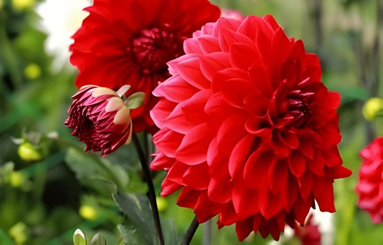 Dahlia Flower Meaning and Symbolism | allwaysflower