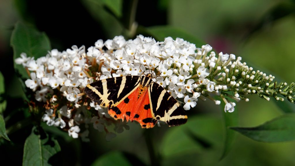 When to Prune Butterfly Bush