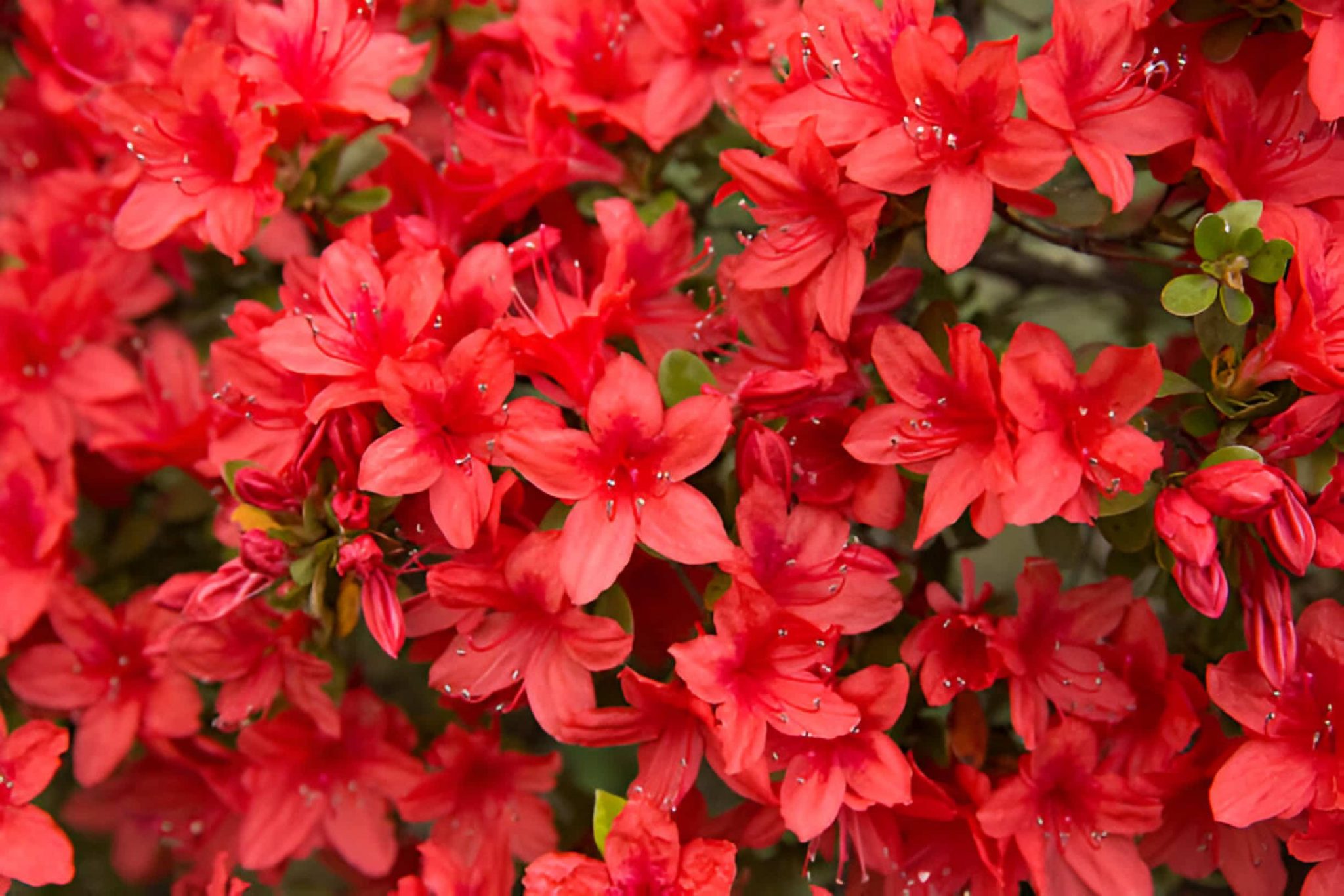 Azalea Flower Meaning | allwaysflower