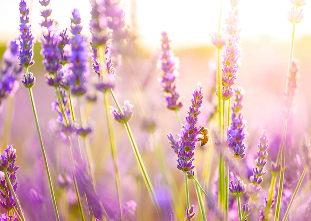 Spiritual Meanings of Lavender