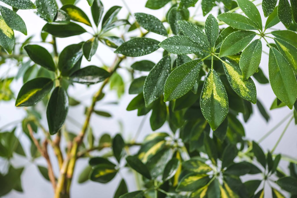 how to propagate Schefflera