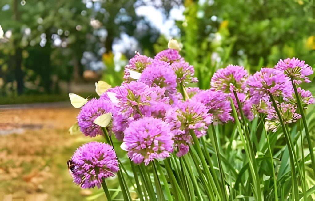 plants that deter snakes 