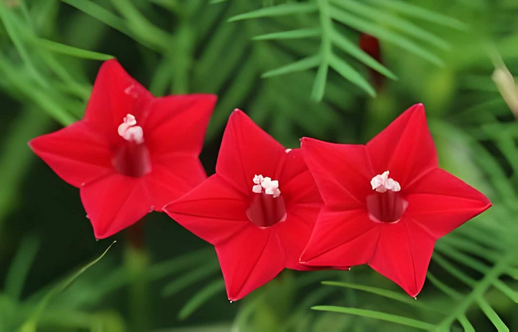 Care for Cypress Vine