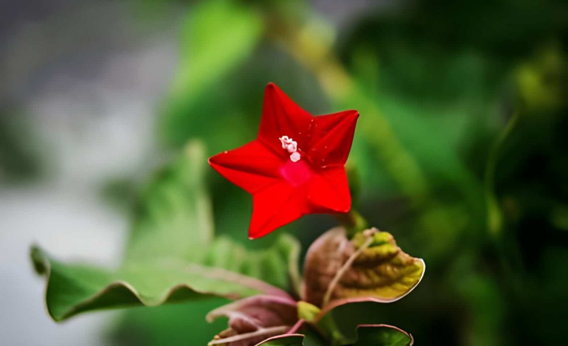 Cypress Vine