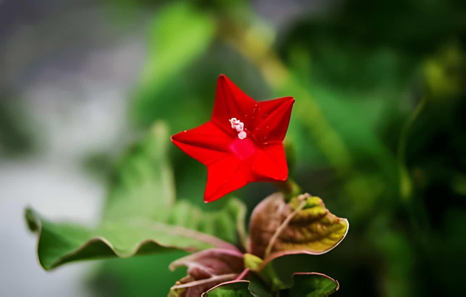 How to Grow and Care for Cypress Vine | allwaysflower