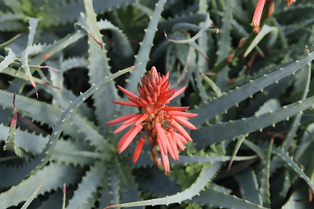 Does Aloe Vera Flower