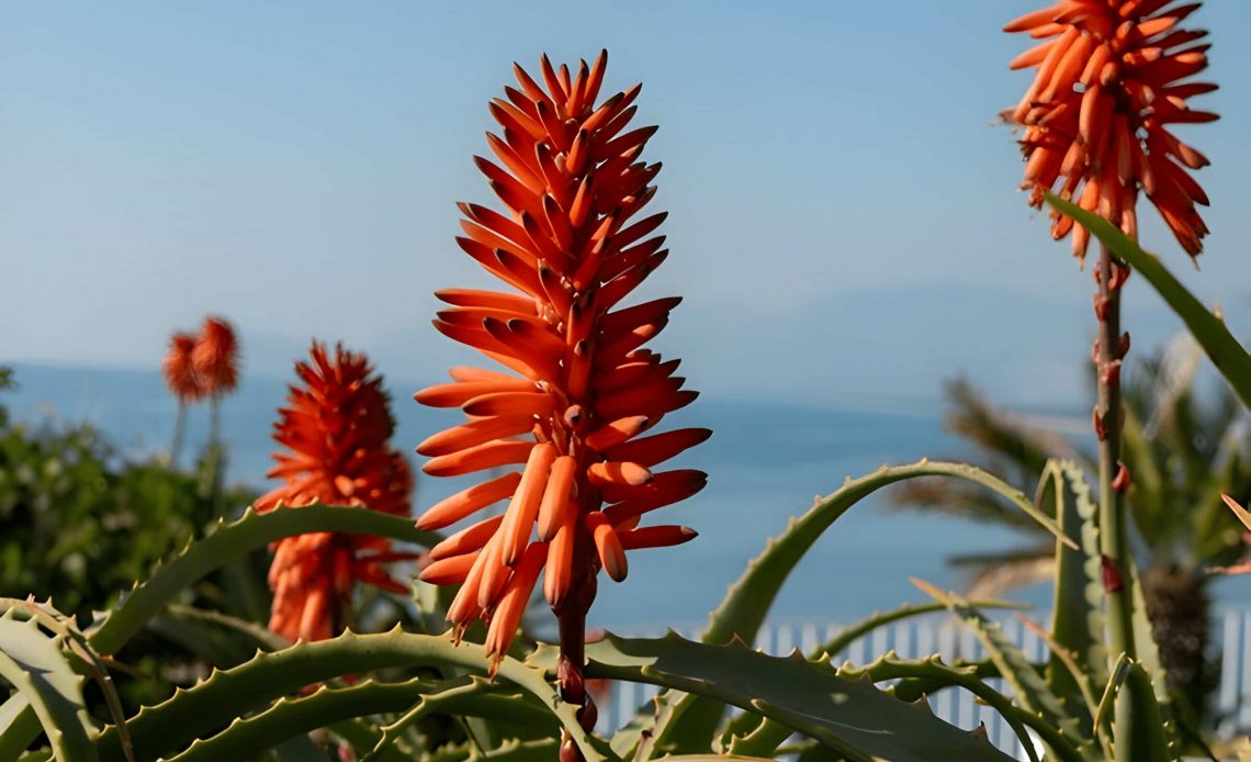 Does Aloe Vera flower