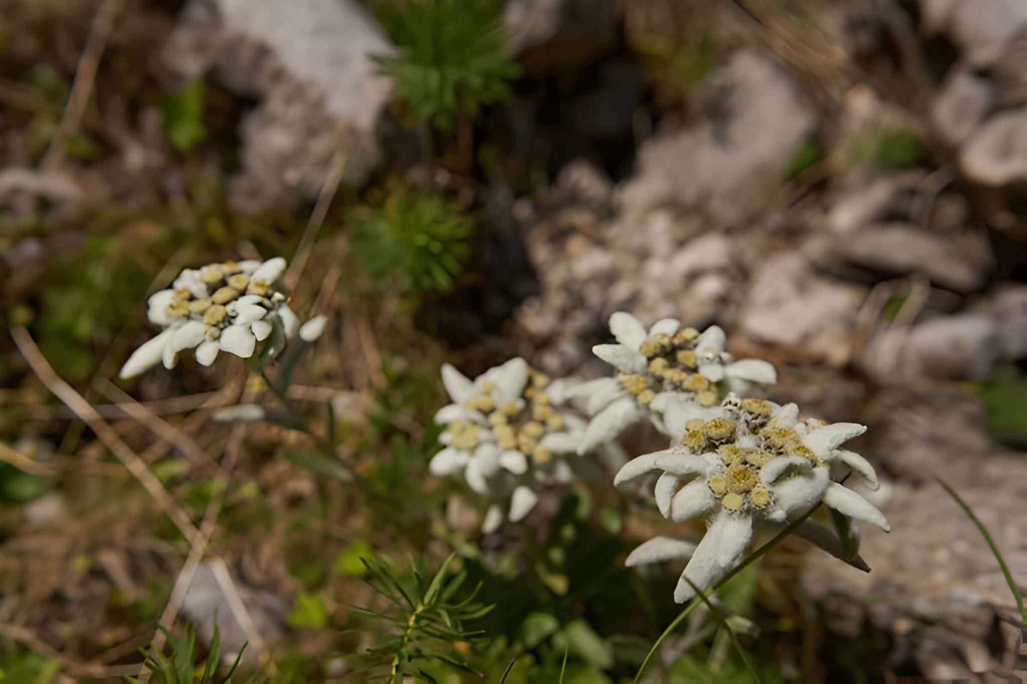 Edelweiss-Care-2048x1365.jpg