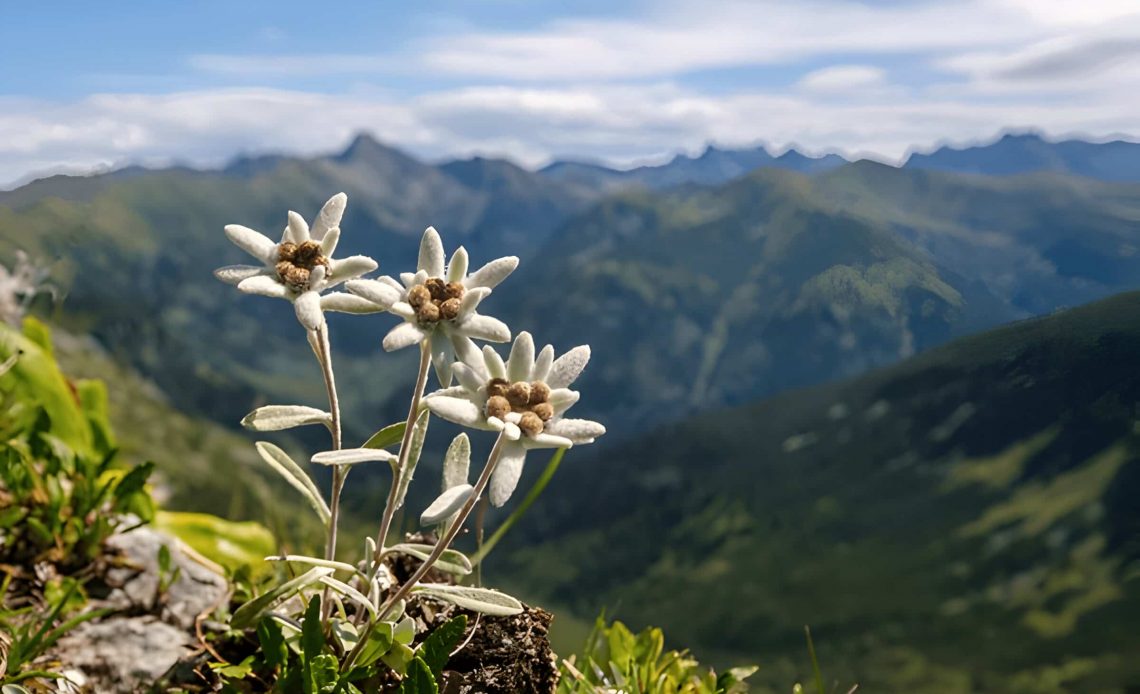 Edelweiss Flower