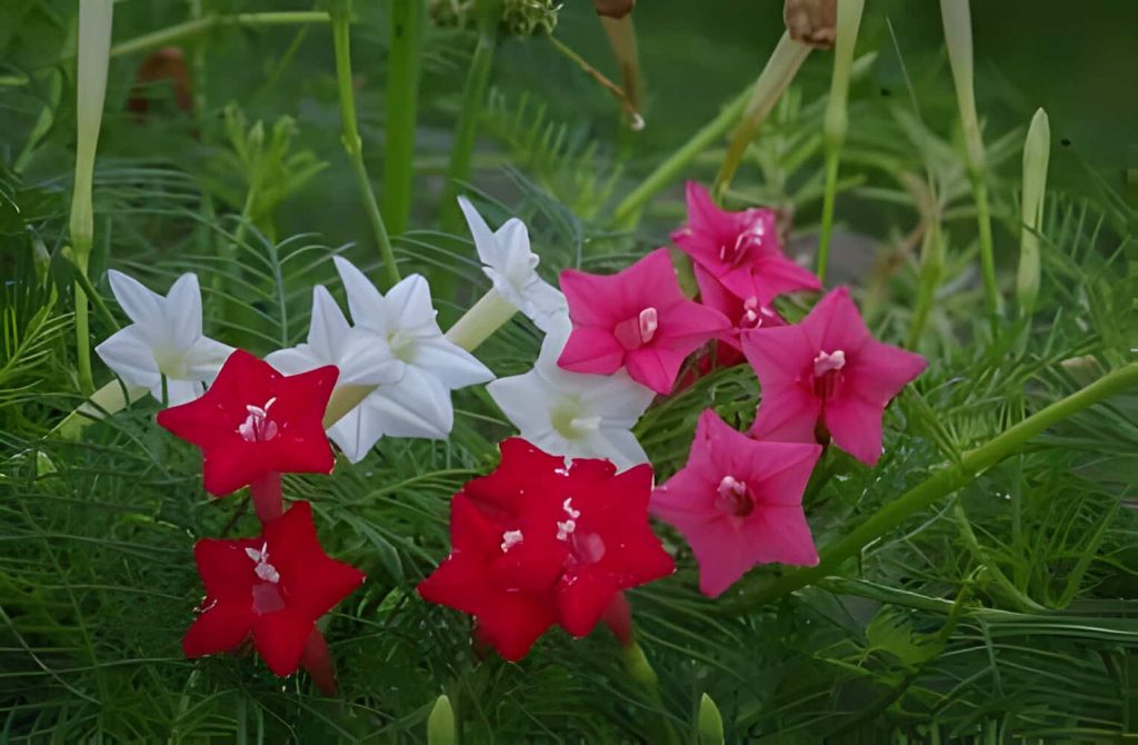 How to Care for Cypress Vine