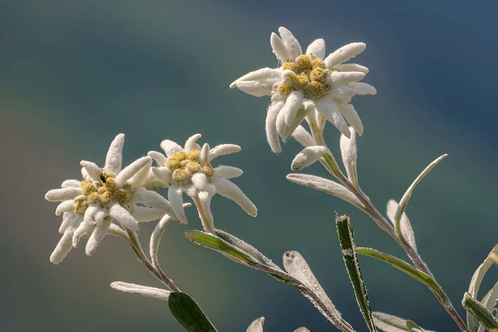 edelweiss flower care