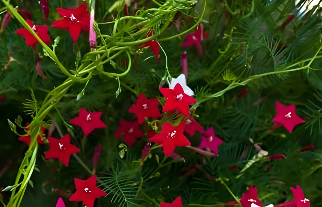 How to Grow and Care for Cypress Vine