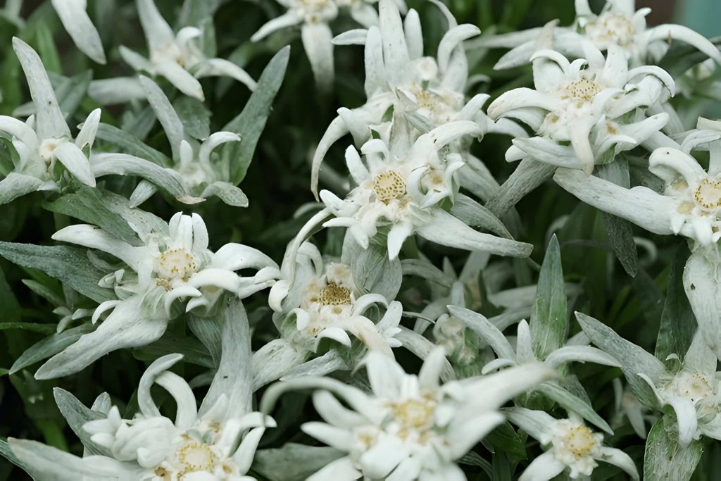 How to Grow and Care for Edelweiss Flower