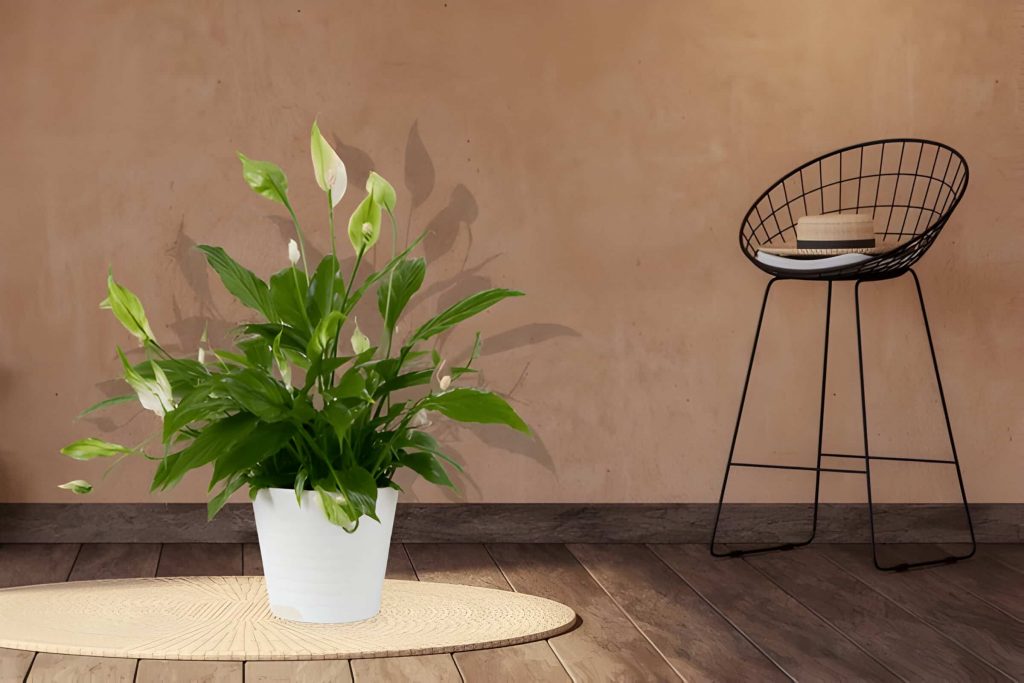 what are good indoor plants for low light