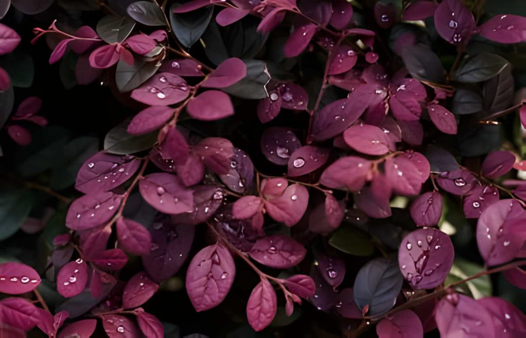 Purple-Leafed Plants