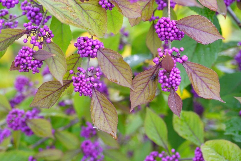 Purple-Leafed Plants