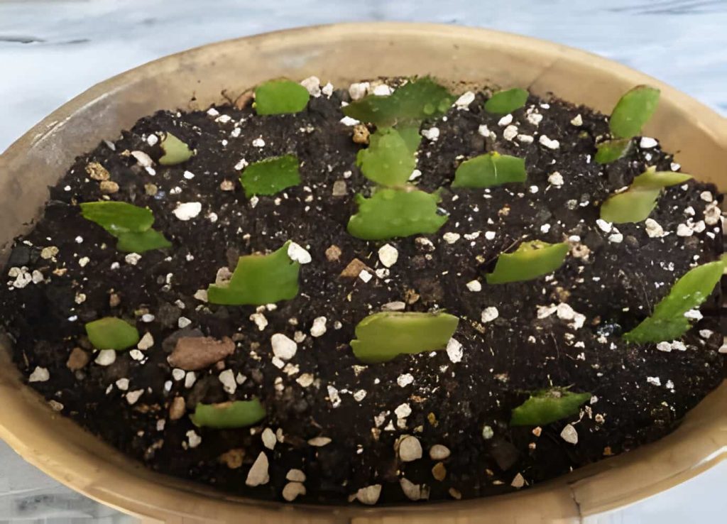 propagate a christmas cactus