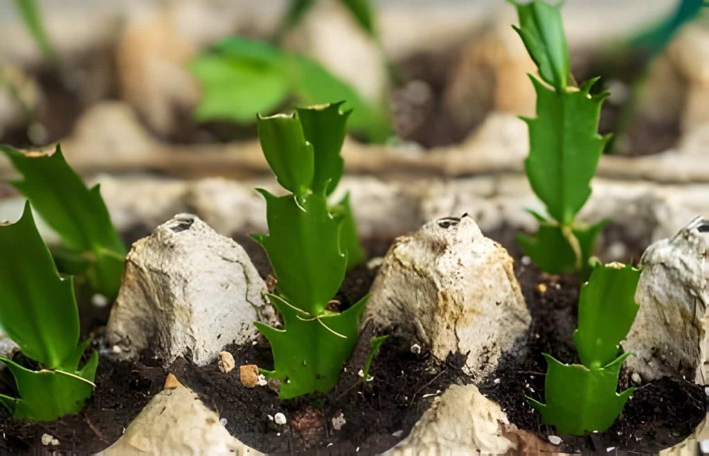 how to propagate christmas cactus cuttings