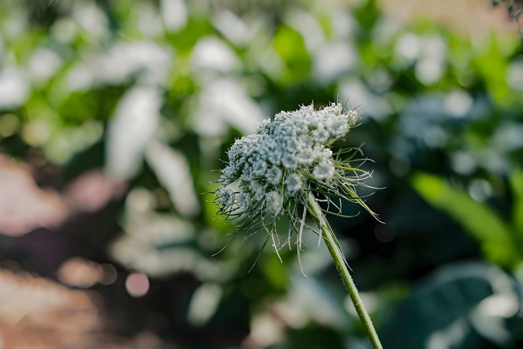 Propagating Edelweiss Flower