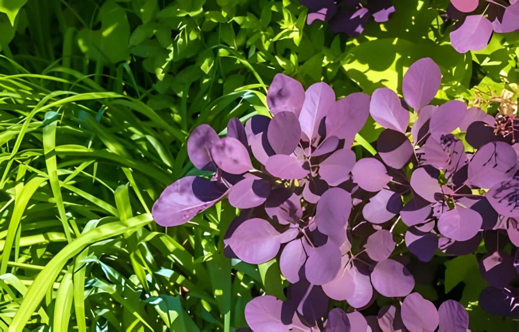 plant with purple leaves