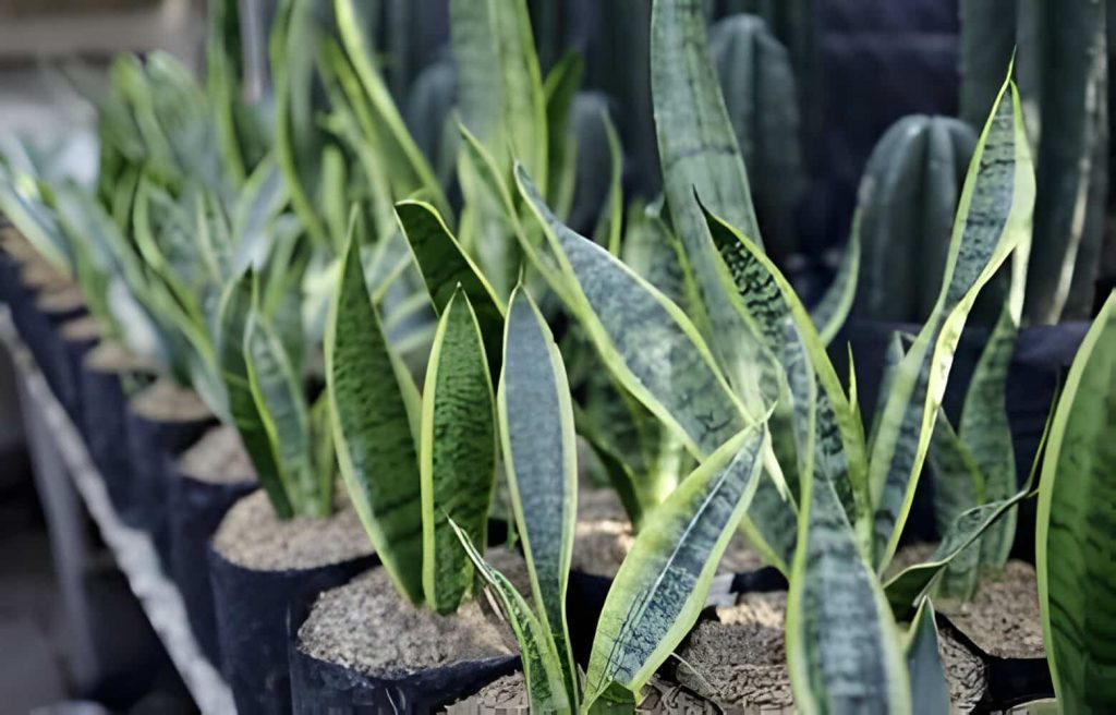  natural snake repellent plants