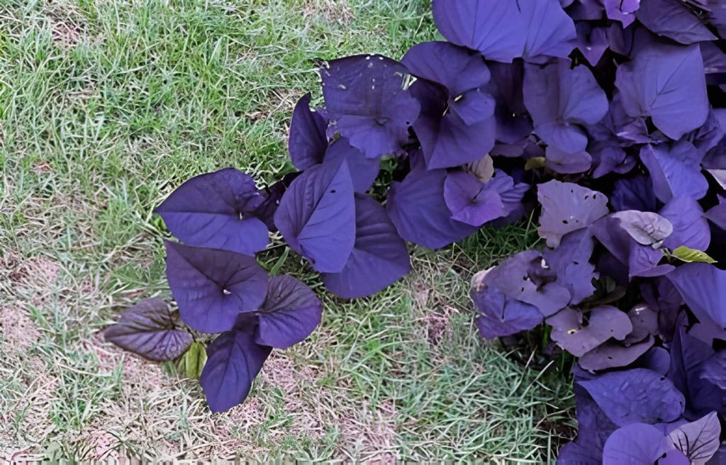 plant with purple leaves