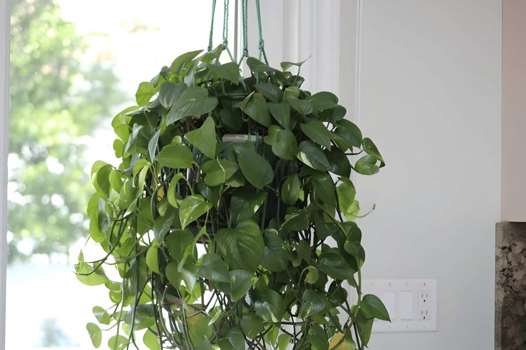 what is the best indoor plant for low light